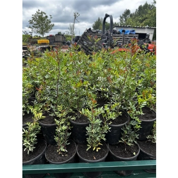 Pistacja chińska jadalna sadzonki - 30 / 50 cm